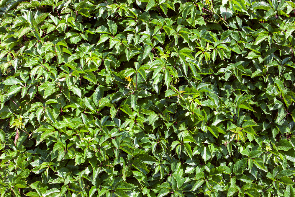 Green leaves of wild grapes