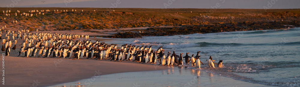 Obraz premium Large number of Gentoo Penguins (Pygoscelis papua) held back from going to sea by a Leopard Seal, out of shot, hunting offshore Bleaker Island in the Falkland Islands.