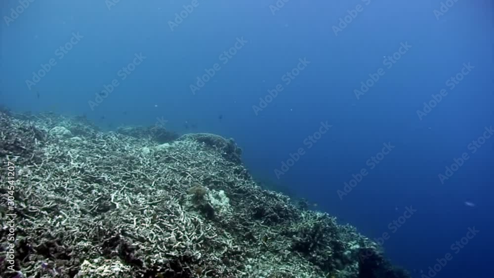 Movement of one school of fish forms shape underwater. Group fish of one species in underwater marine life world of Philippine Sea. Movement of one school of fish forms shape underwater. Group fish of one species in underwater marine life world of Philippine Sea.