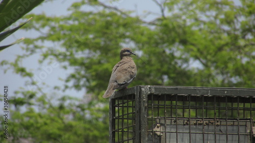 Pájaro