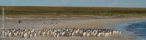 Large number of Gentoo Penguins (Pygoscelis papua) held back from going to sea by a Leopard Seal, out of shot, hunting offshore Bleaker Island in the Falkland Islands.