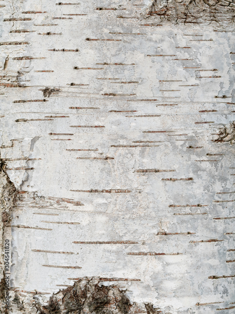 Pattern of birch bark with black stripes on white bark. Wooden texture  - obrazy, fototapety, plakaty 