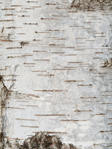 Pattern of birch bark with black stripes on white bark Fototapet