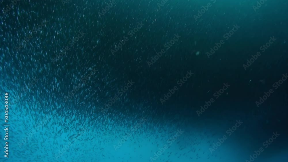 Movement of one school of fish forms shape underwater. Group fish of one species in underwater marine life world of Philippine Sea. Movement of one school of fish forms shape underwater. Group fish of one species in underwater marine life world of Philippine Sea.