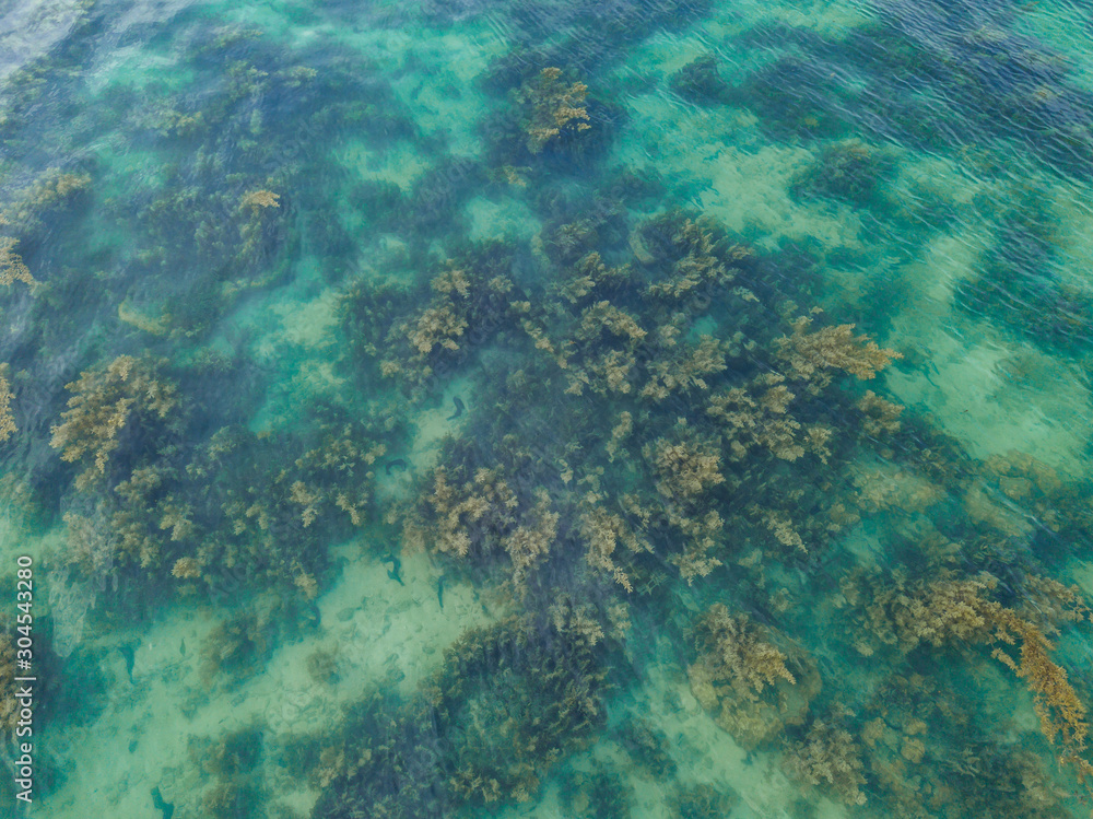 Seaweed floating under the clear surface of the water. Thailand