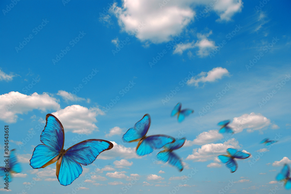 bright butterflies flying in the blue sky with clouds. flying blue ...