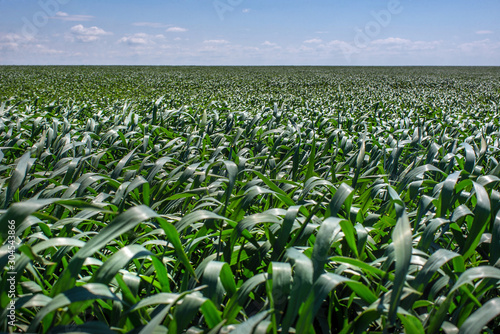 young green wheat, in the Ukrainian fields, the leader of the production of this culture
