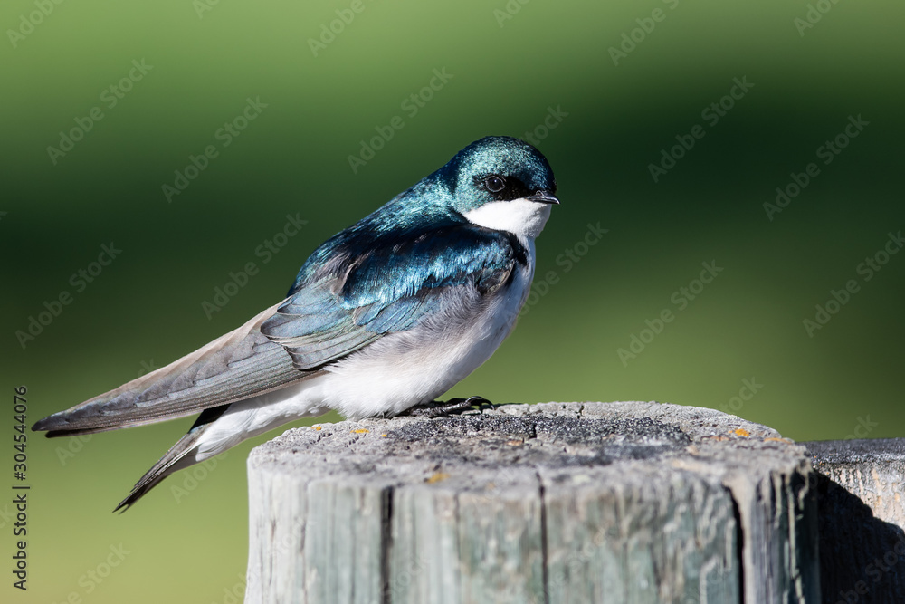 Obraz premium Tree Swallow Perched on an Old Weathered Wooden Fence Post