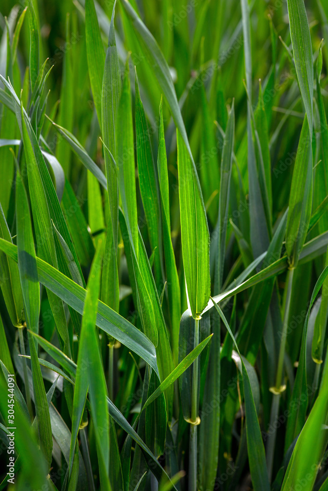 young green wheat, in the Ukrainian fields, the leader of the production of this culture young green wheat, in the Ukrainian fields, the leader of the production of this culture