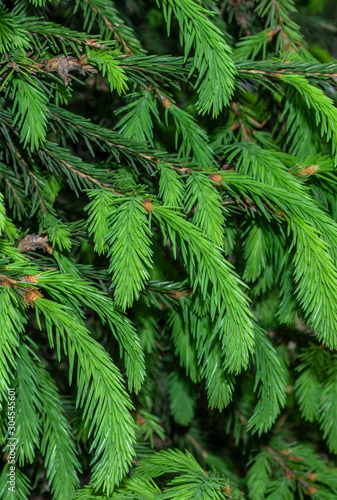 Young shoots of evergreen tree plant. Fresh light young shoots on dark green branches - the concept of growth  natural development and youth