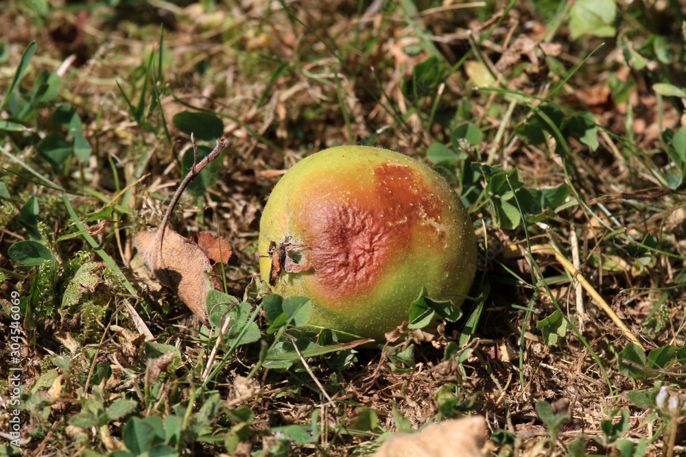 Herbstlandschaft - Verfaulter Apfel und Herbstlaub Herbstlandschaft - Verfaulter Apfel und Herbstlaub