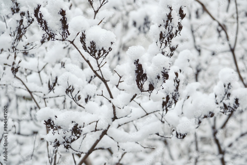 Bare tree branches covered with snow in winter Bare tree branches covered with snow in winter
