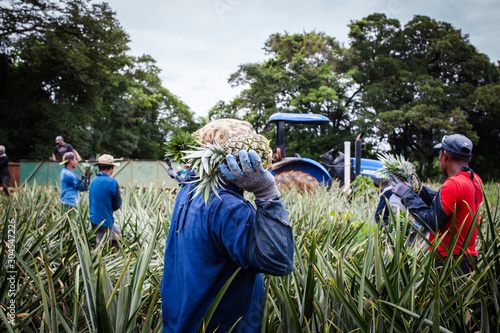 Workers at pineapple farm
