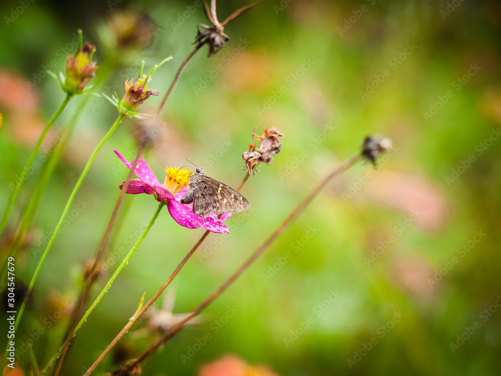 Butterfly feeding from beautiful pink flower Butterfly feeding from beautiful pink flower