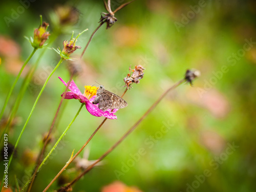 Butterfly feeding from beautiful pink flower