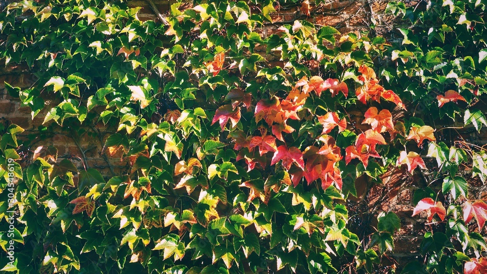 Brick wall covered with Virginia creeper Brick wall covered with Virginia creeper