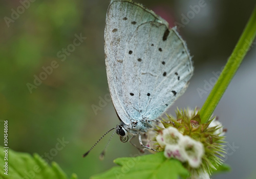 Wallpaper Mural Schmetterlinge Deutschlands - Zwergbläuling Torontodigital.ca
