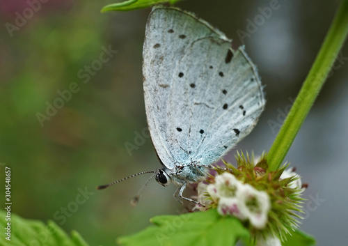 Wallpaper Mural Schmetterlinge Deutschlands - Zwergbläuling Torontodigital.ca