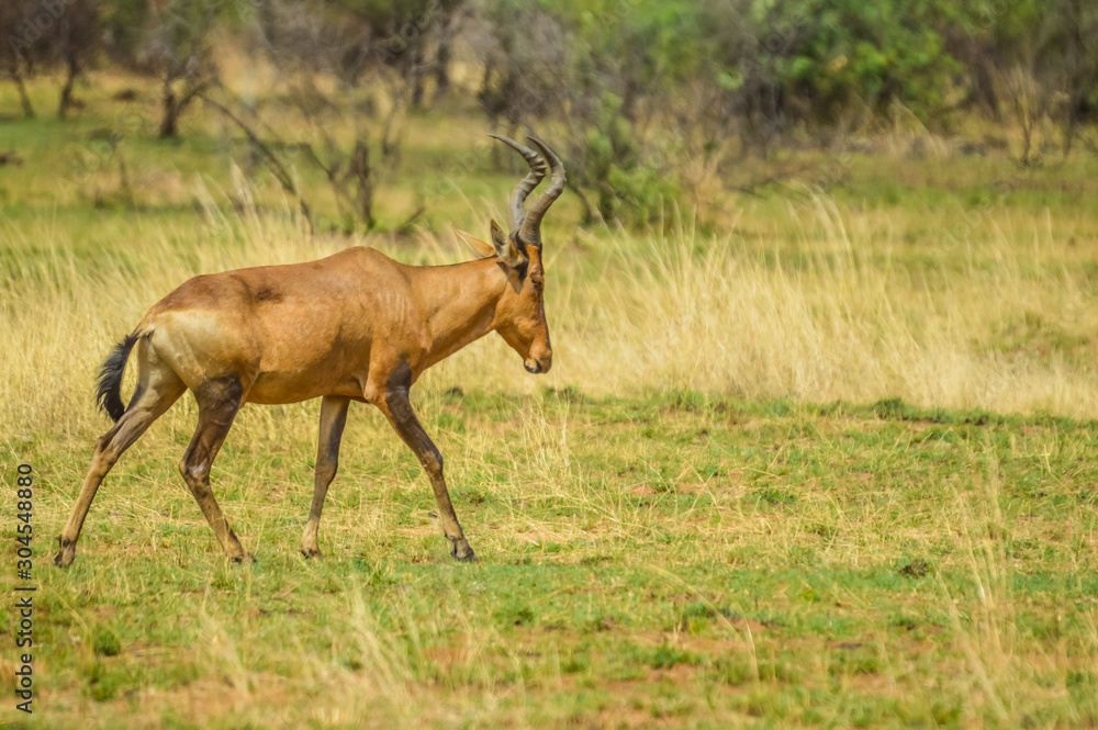 Red hartebeest (Alcelaphus buselaphus caama or Alcelaphus caama) grazing in a nature game South Africa Red hartebeest (Alcelaphus buselaphus caama or Alcelaphus caama) grazing in a nature game South Africa