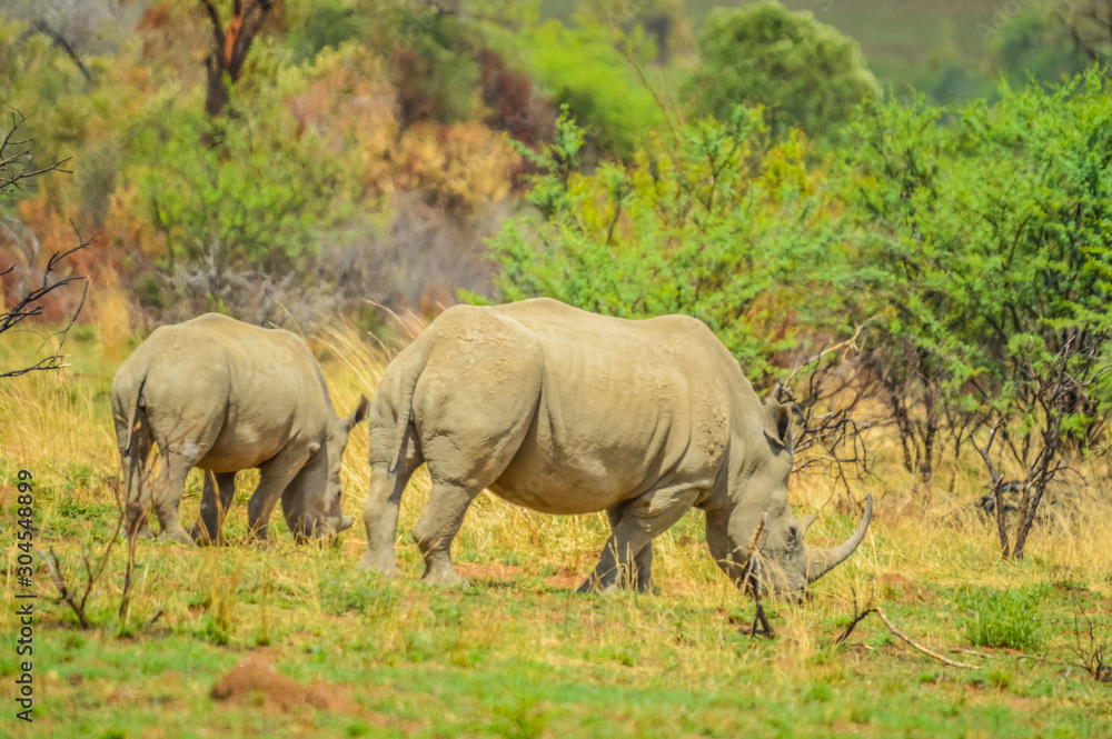 Fototapeta premium Endangered Rhino mother and young baby calf in a game reserve in South Africa