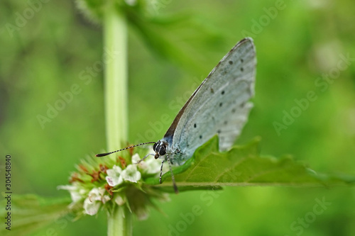Schmetterlinge Deutschlands - Zwergbläuling © Revilo Lessen