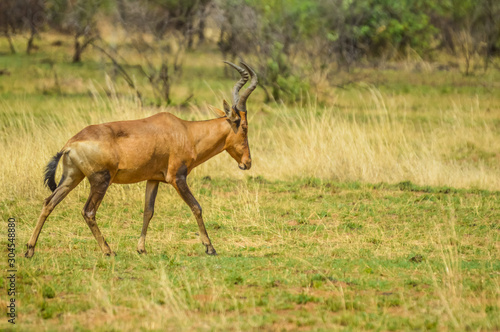 Red hartebeest (Alcelaphus buselaphus caama or Alcelaphus caama) grazing in a nature game South Africa