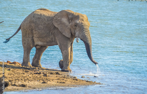 A lone isolated elephant drinking water from a waterhole in hot summer