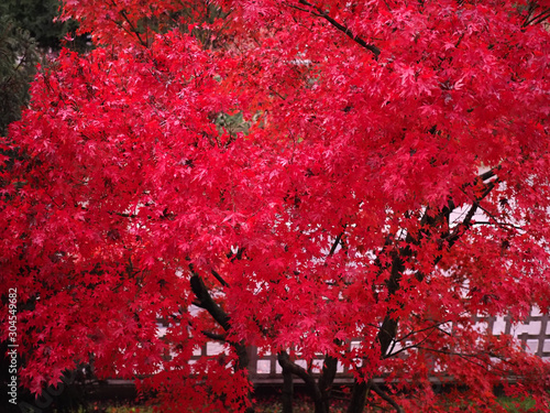 red maple acer tree