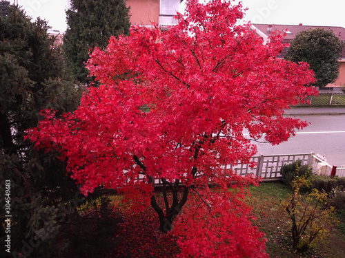 Photography red maple acer tree