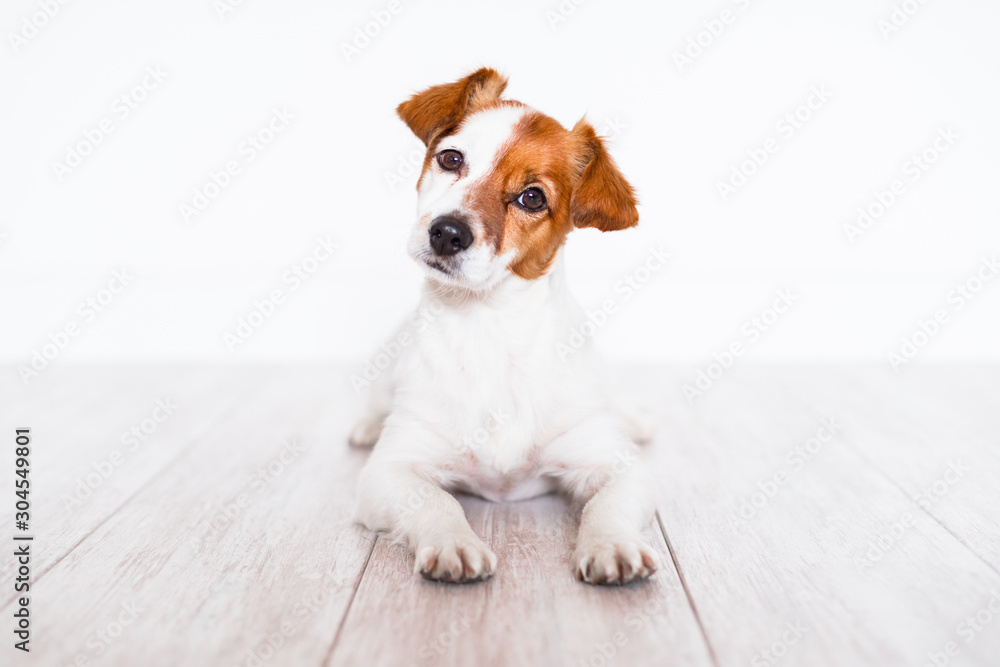 cute jack russell dog lying on the floor at home cute jack russell dog lying on the floor at home