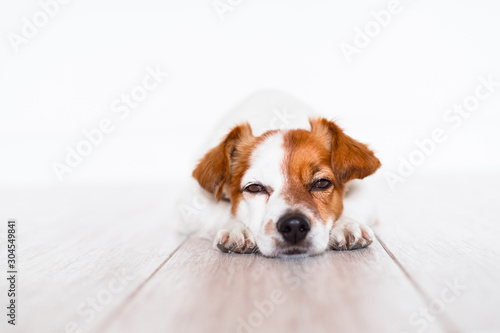 cute jack russell dog sleeping on the floor at home