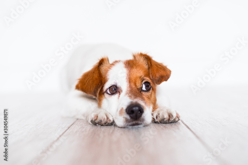 cute jack russell dog lying on the floor at home