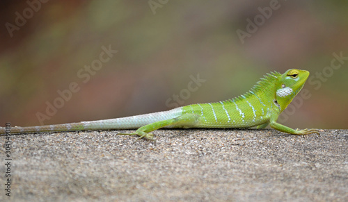 Agama lizard green
