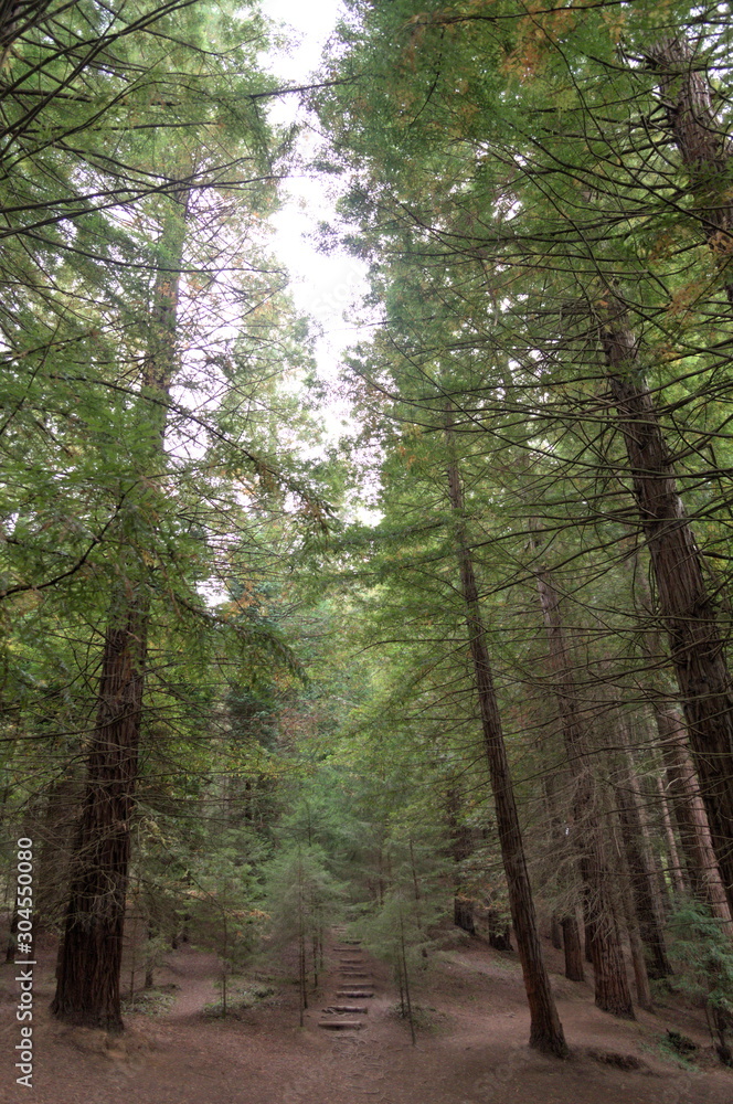 A walking path among the redwoods in a forest of Cantabria A walking path among the redwoods in a forest of Cantabria