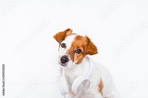 cute jack russell dog listening to music on headset at home