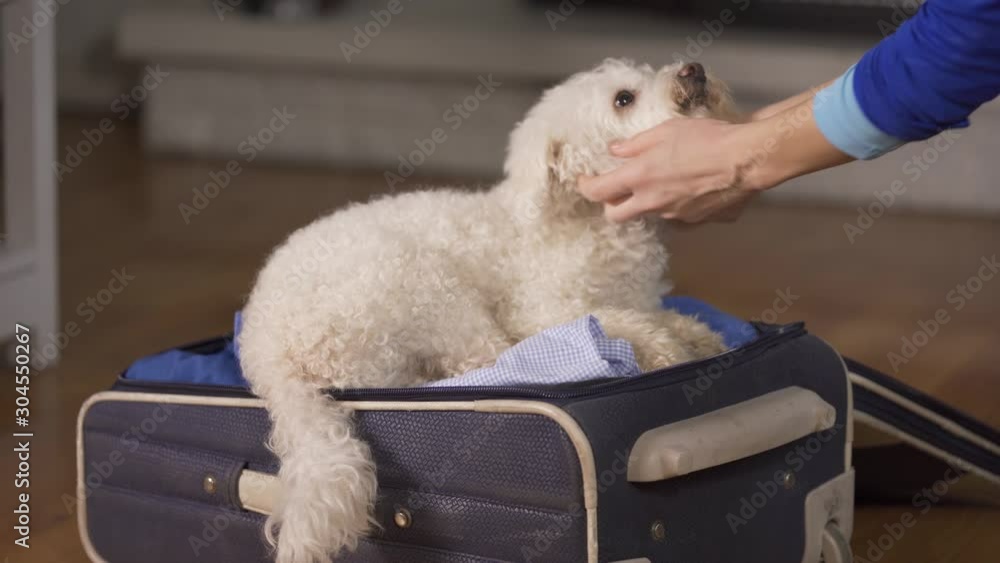 Small white Bichon Frise in owners suitcase wanting to go on vacation with them so sleeping and laying in suit case Small white Bichon Frise in owners suitcase wanting to go on vacation with them so sleeping and laying in suit case