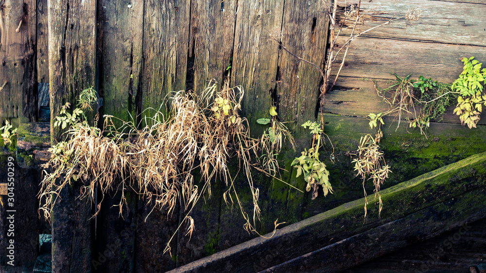 Obraz premium rotten harbour wood