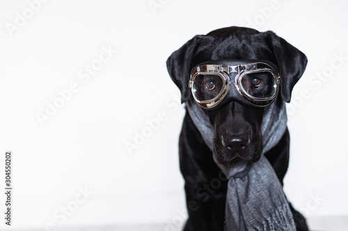 beautiful black labrador at home wearing aviator goggles and grey scarf. Travel concept