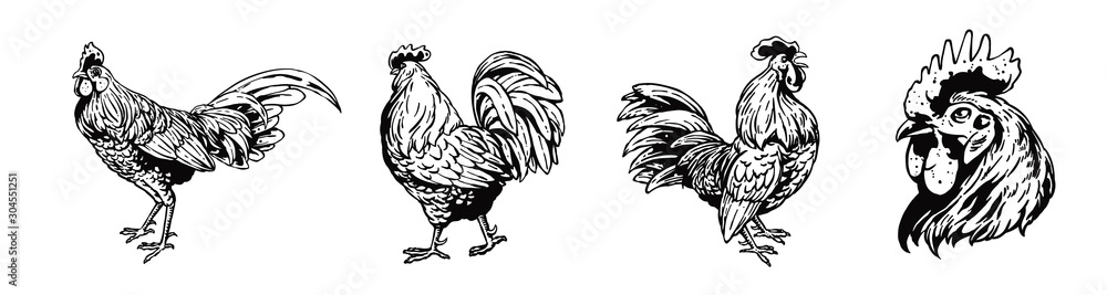 Fototapeta premium Rooster set illustration