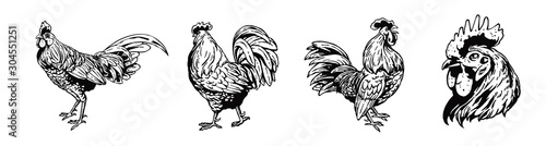 Rooster set illustration