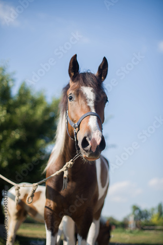 A beautiful, well-groomed horse on a farm. Ranch. Farmer. Cowboy. © Jane_S