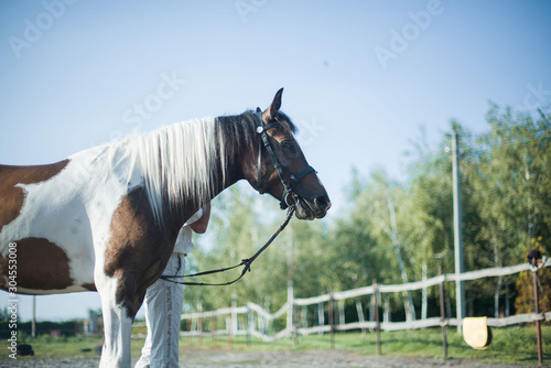A beautiful, well-groomed horse on a farm. Ranch. Farmer. Cowboy.