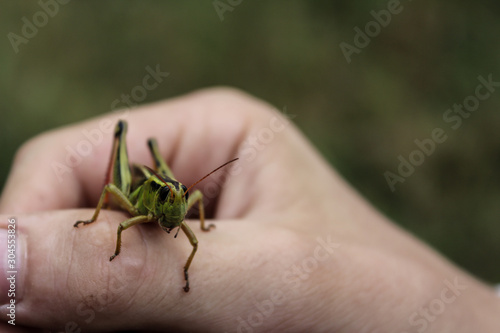 Child's Hand With Grasshopper