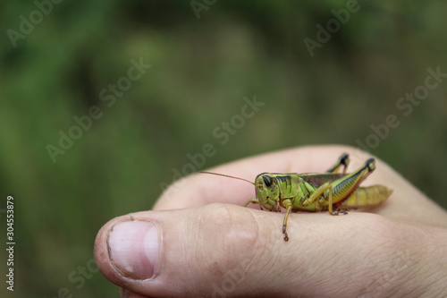 Child's Hand With Grasshopper