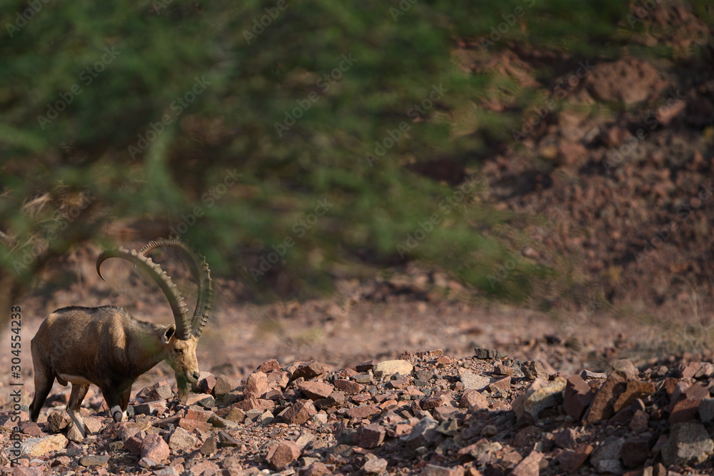 Obraz premium Nubian ibex goat in natural habitat spotted in beautiful Israel in it's wildlife area