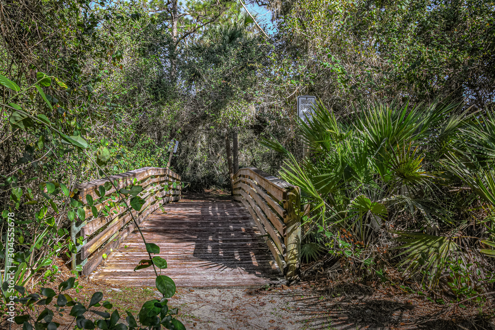 Foot Bridge in a Florida Woodland