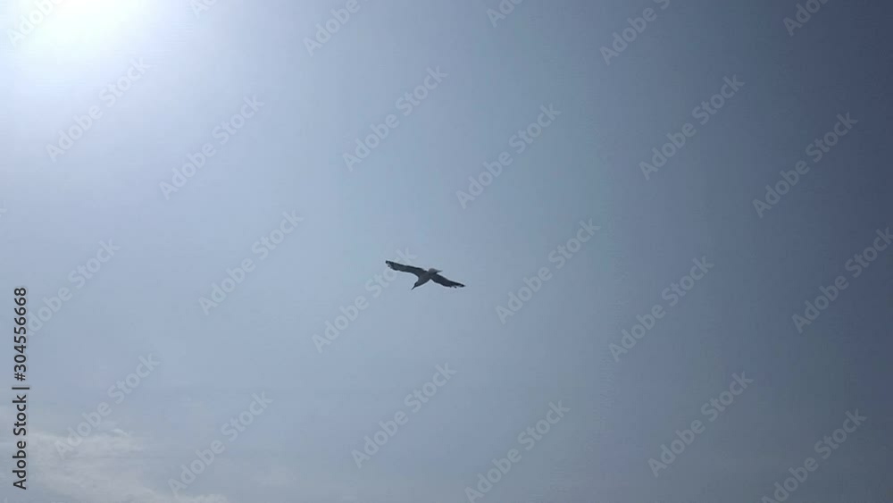 Seagull soaring in the sky. Super slow motion Seagull soaring in the sky. Super slow motion