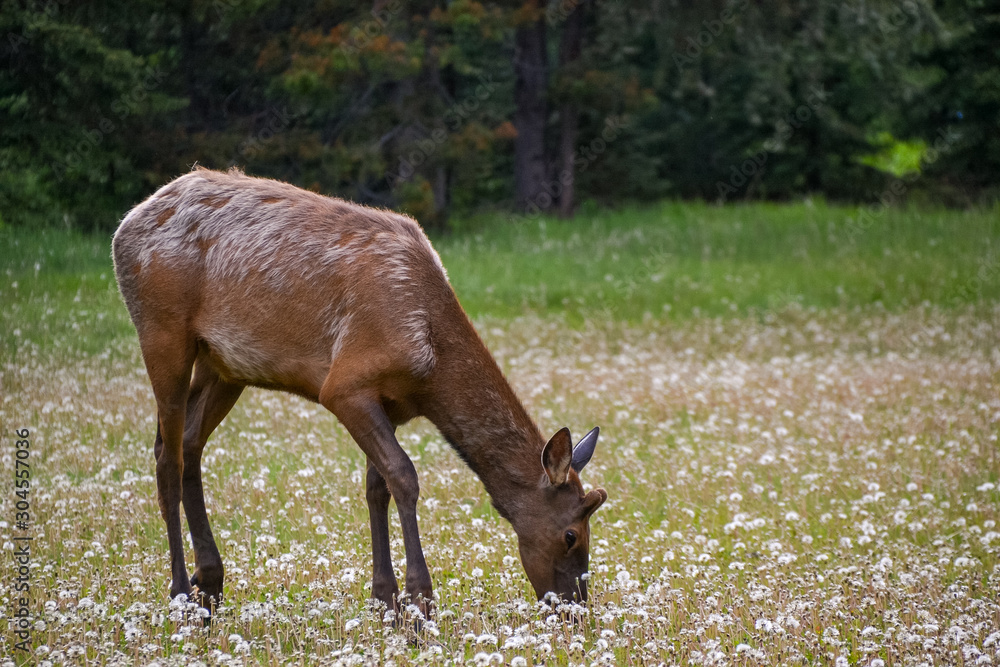 A beautiful, young elk with brown and white fur grazes on the grass in a field of wild white dandelions with a dense forest of pine trees beyond.