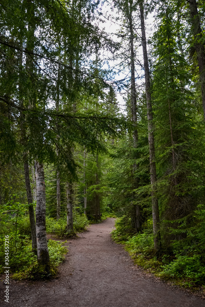 Obraz premium Deep into the forest, the damp dirt paths weave beneath the tall pine trees on a cloudy day.