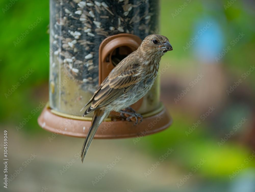 Naklejka premium A bird eating from a feeder
